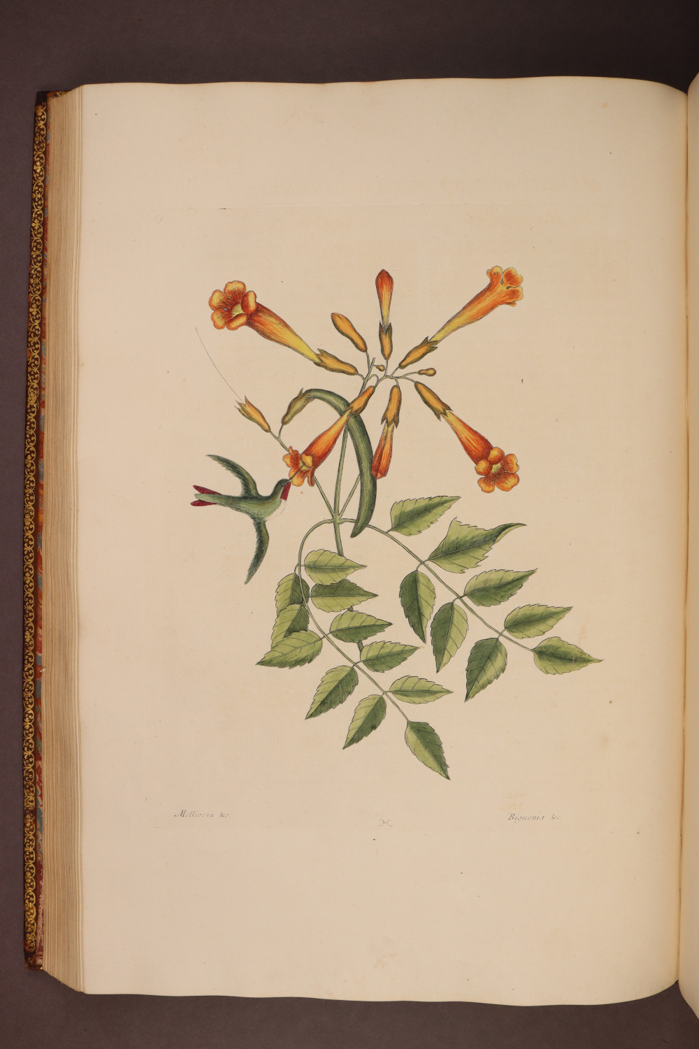 Plate 65